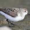 Western Sandpiper